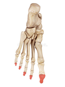 骨骼 脚趾 插图 解剖 足底 艺术品 方阵 身体 骨架 人类