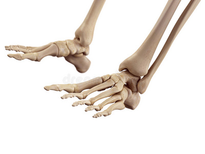 脚骨图片-脚骨素材-脚骨插画-摄图新视界