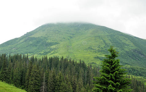 美丽的山林