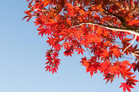 储备 复制 情景 环境 秋天 瀑布 颜色 天空 公园 森林