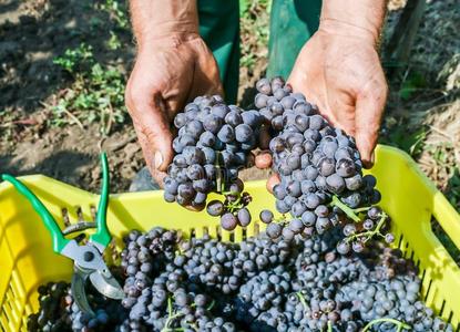 农民手中有新鲜收获的葡萄生产