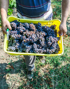 农民手中有新鲜收获的葡萄生产