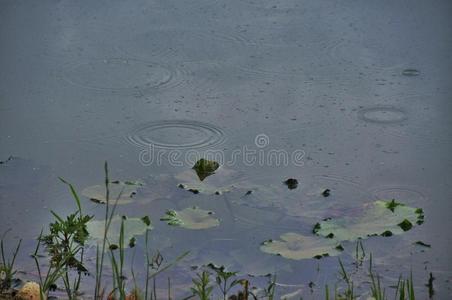 美丽的 百合 树叶 高加索 环境 丛林 风景 自然 动物群