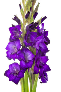 花园 特写镜头 园艺 复制 花束 唐菖蒲 礼物 紫色 颜色