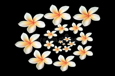 要素 太平洋 阿罗哈 夏威夷 南方 剪辑 香水 巴厘岛 花的