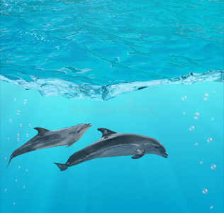 纯洁 绿松石 透明的 动物 涟漪 波动 海豚 气泡 自然