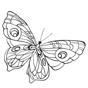 黑白蝴蝶,张开翅膀,在顶部的视野照片