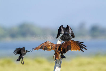 婆罗门风筝攻击乌鸦在波特维尔，斯里兰卡
