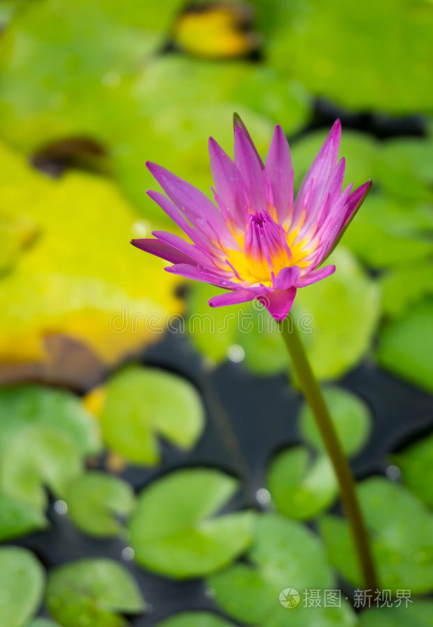 植物学 花园 盛开 颜色 美女 特写镜头 自然 池塘 百合花