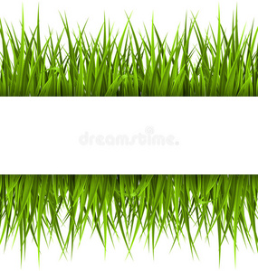 绿色的草，框架白色。 花卉生态自然