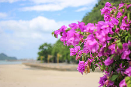 海滩上的花前景