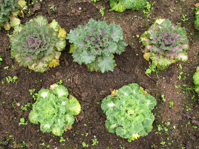 园艺 生菜 收获 土壤 自然 蔬菜 健康 花园 农场 食物