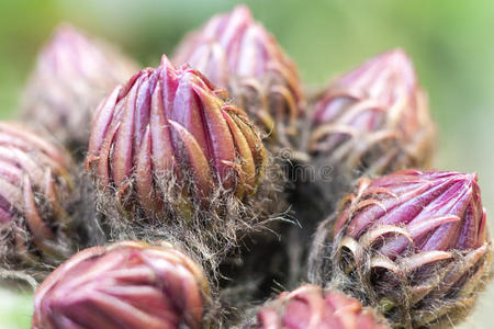 仙人掌芽棘荆花