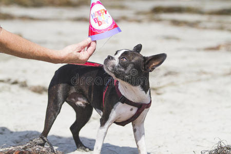 波士顿猎犬生日庆祝活动