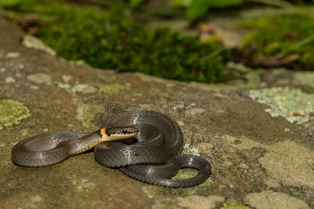 蛇颈龟图片-蛇颈龟素材-蛇颈龟插画-摄图新视界