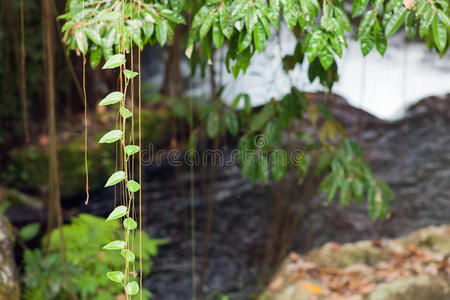 风景 郁郁葱葱 丛林 颜色 树叶 花园 椰子 雨林 环境