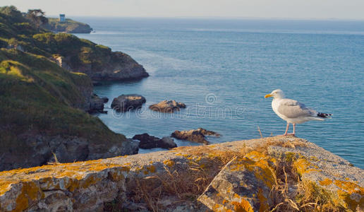 文件 美女 美丽的 动物 自然 建筑 海鸥 悬崖 公司 欧洲
