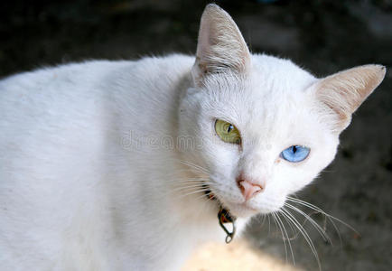 猫眼颜色白色