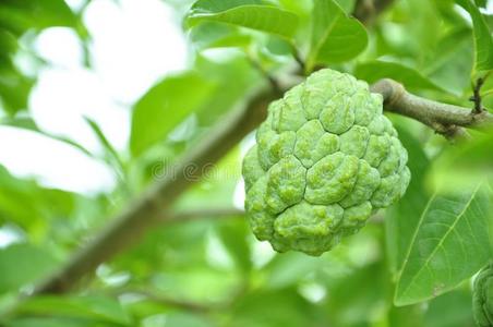 花园里的奶油苹果