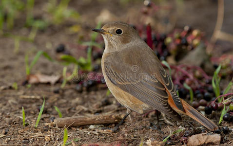 红尾蛇phoenicurus phoenicurus