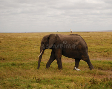 国家的 自然 大象 哺乳动物 大草原 动物 穿过 外部 夫妇
