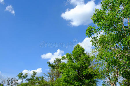 植物 环境 天空 自然 阳光 颜色 太阳 空气 郁郁葱葱