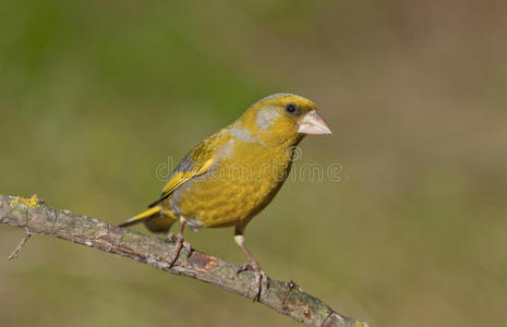 欧洲绿鳍氯虫