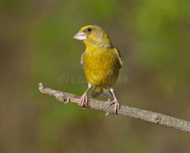 欧洲绿鳍氯虫