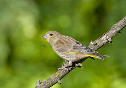 欧洲绿鳍氯虫