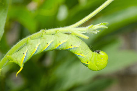 毛虫 缺陷 动物 幼虫 生物学 蠕虫 特写镜头 爬行 植物