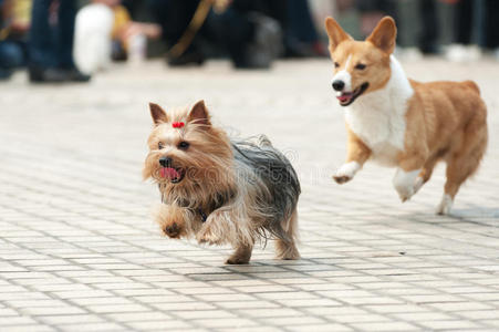 两只狗在跑