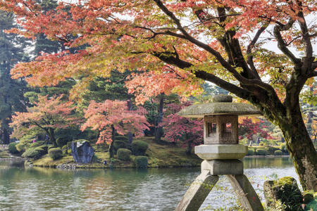 松木 美丽的 运河 经验 花茎 枫树 植物 日本 风景 不成熟