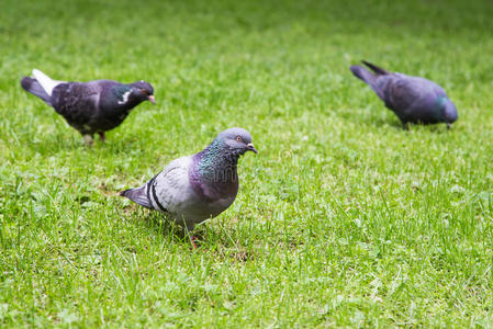 一只灰色的鸽子和其他鸽子站在绿草地上