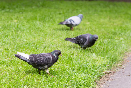 灰鸽子和其他鸽子站在绿草地上