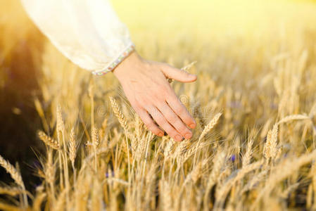 手触摸金色田野上的大麦茎