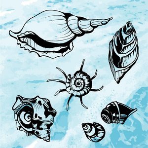 动物 季节 素描 插图 收集 和谐 海螺 软体动物 夏威夷