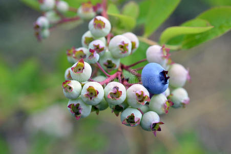 灌木丛上的蓝莓。