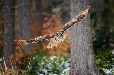 在五彩缤纷的冬季森林里飞翔欧亚鹰猫头鹰