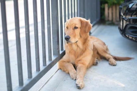 金毛猎犬