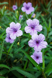 草药 生长 植物 块茎 医学 爆裂 花的 植物区系 草本植物