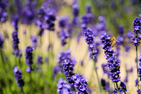 蜜蜂和薰衣草田野