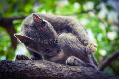 树上的灰色猫，猎人