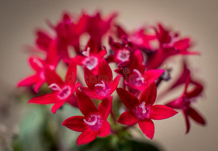 小红花,特写宏小红花小红花枝上有复制空间的小红花一朵美丽的小红花