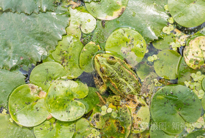 池塘里浮萍叶子上明亮的青蛙