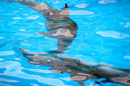 水下海豚的抽象背景