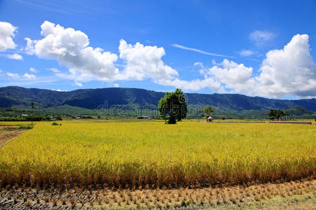 瓷器 外部 领域 地面 稻谷 农场 地球 亚洲 缅甸 风景