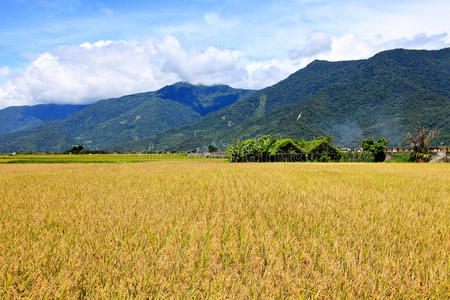 库特里 收获 家乡 风景 外部 亚洲 瓷器 农场 领域 稻谷