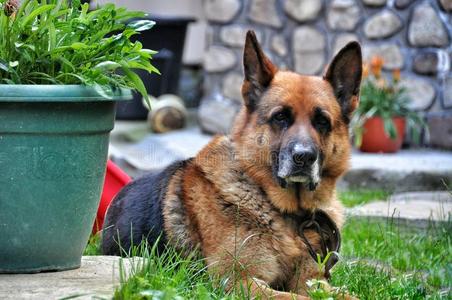 阿尔萨斯 有趣的 犬科动物 可爱极了 干草 冷却 领域 面对