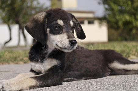 可爱的 在一起 动物 犬科动物 家庭 友谊 肖像 健康 公园