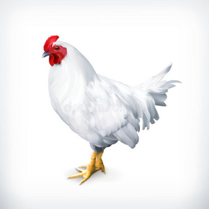 农事 插图 小鸡 真实的 偶像 食物 动物 自然 居住 农场